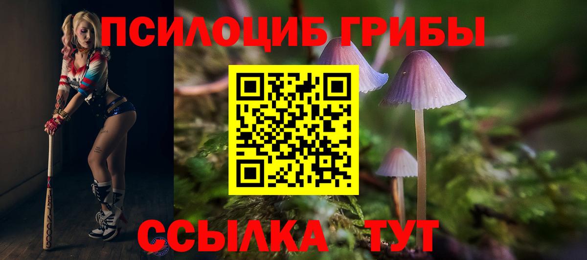 Псилоцибиновые грибы GOLDEN TEACHER  Вход с VPN  Сосновый Бор  Псилоцибиновые грибы MAGIC MUSHROOMS 